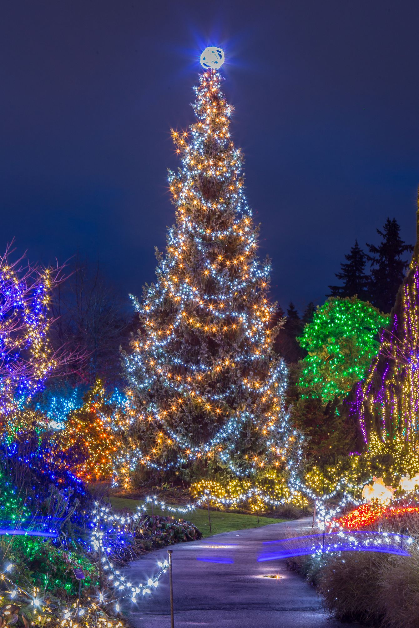 illuminated christmas tree at night